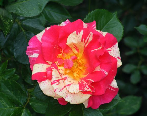 Candy Land photo cl2013_06090007_zpsdb7aac31.jpg